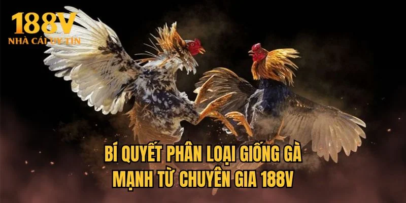 Bí quyết phân loại giống gà mạnh từ chuyên gia 188V