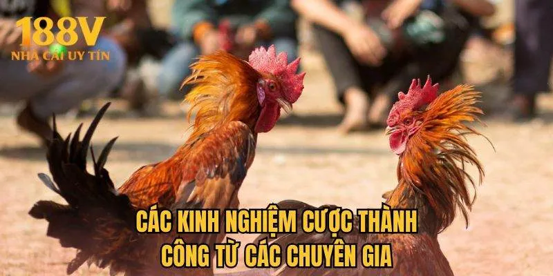 Các kinh nghiệm cược thành công từ các chuyên gia 