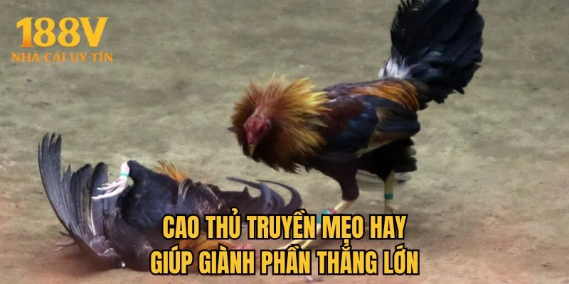Cao thủ truyền mẹo hay giúp giành phần thắng lớn