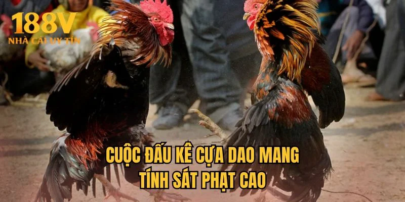 Cuộc đấu kê cựa dao mang tính sát phạt cao