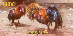 Đá Gà Cựa Dao