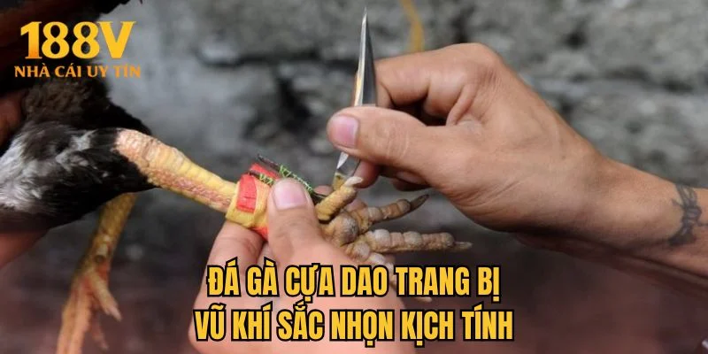 Đá gà cựa dao trang bị vũ khí sắc nhọn kịch tính