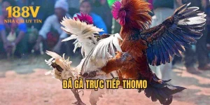 Đá Gà Trực Tiếp Thomo