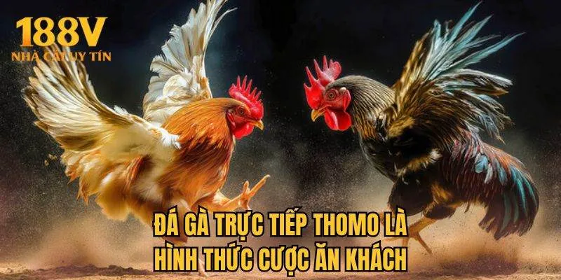 Đá gà trực tiếp Thomo là hình thức cược ăn khách