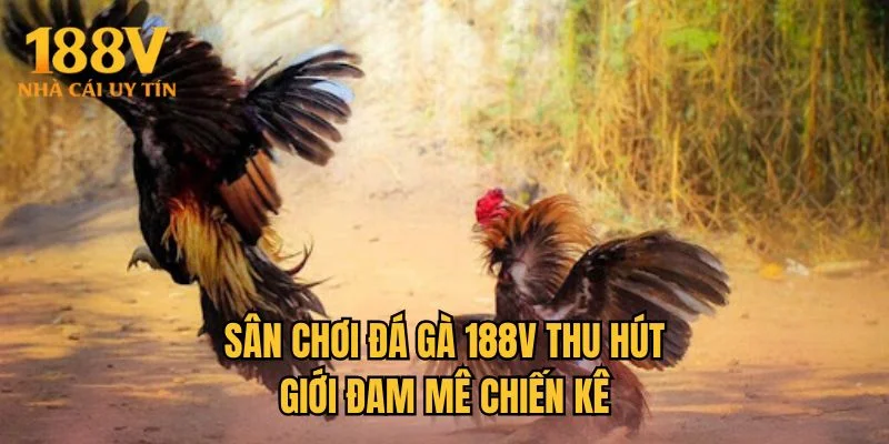 Sân chơi đá gà 188V thu hút giới đam mê chiến kê